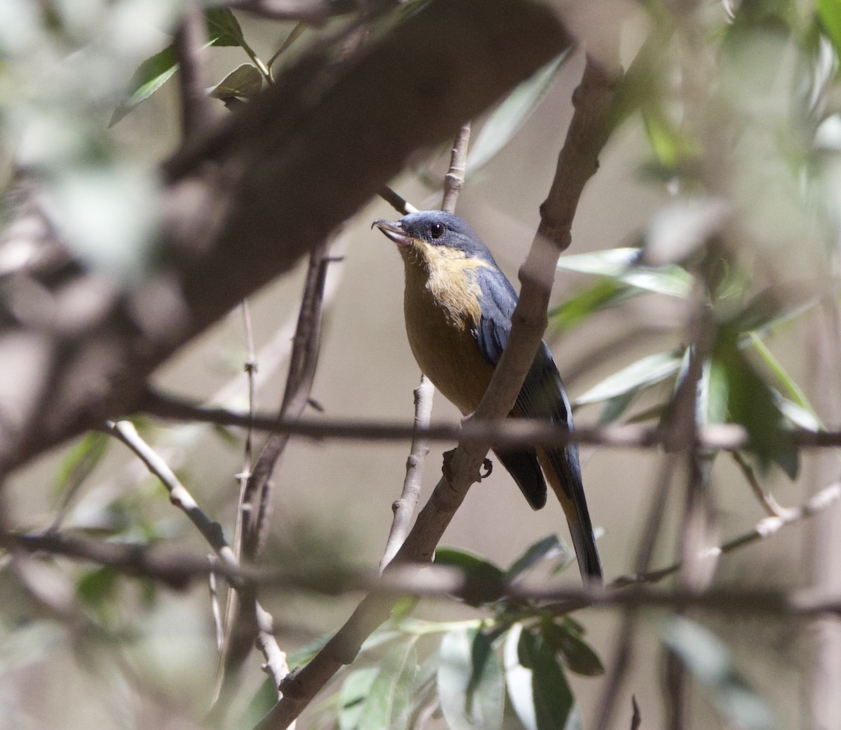 Rusty Flowerpiercer - ML646559172