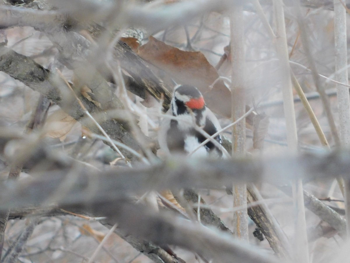 Dunenspecht (pubescens/medianus) - ML646559173