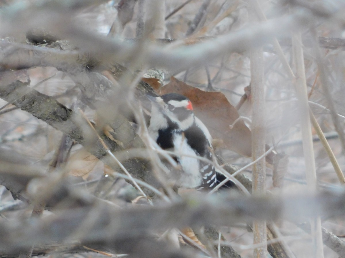 Dunenspecht (pubescens/medianus) - ML646559174