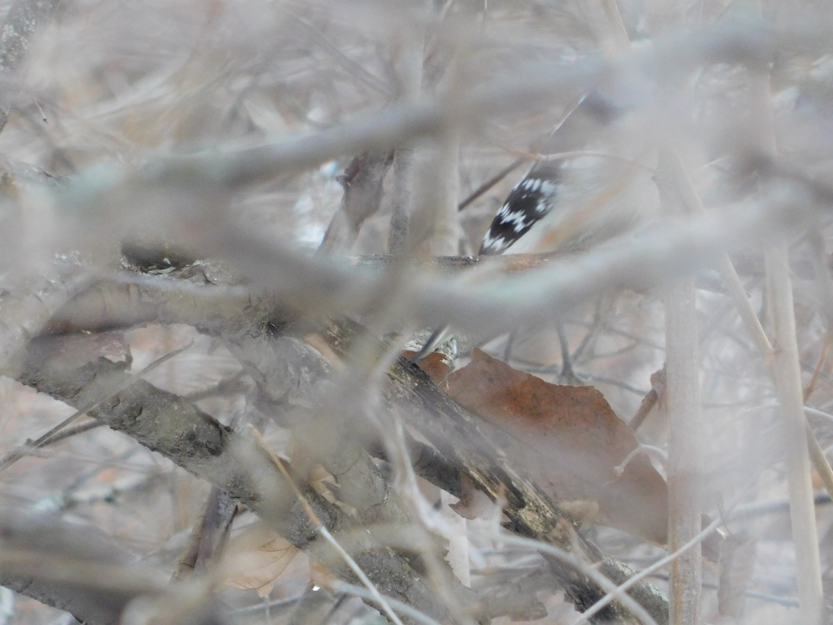 Dunenspecht (pubescens/medianus) - ML646559175