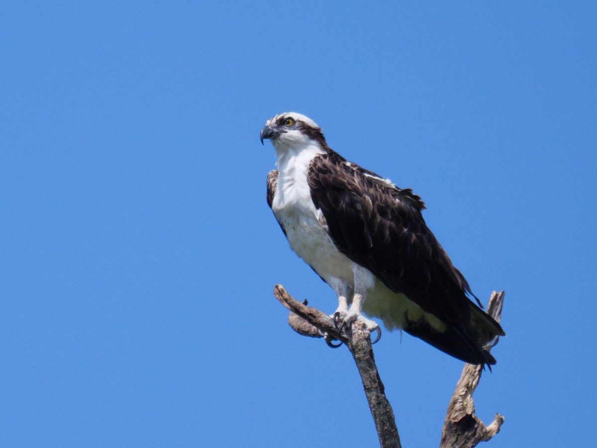 שלך - ML646559176