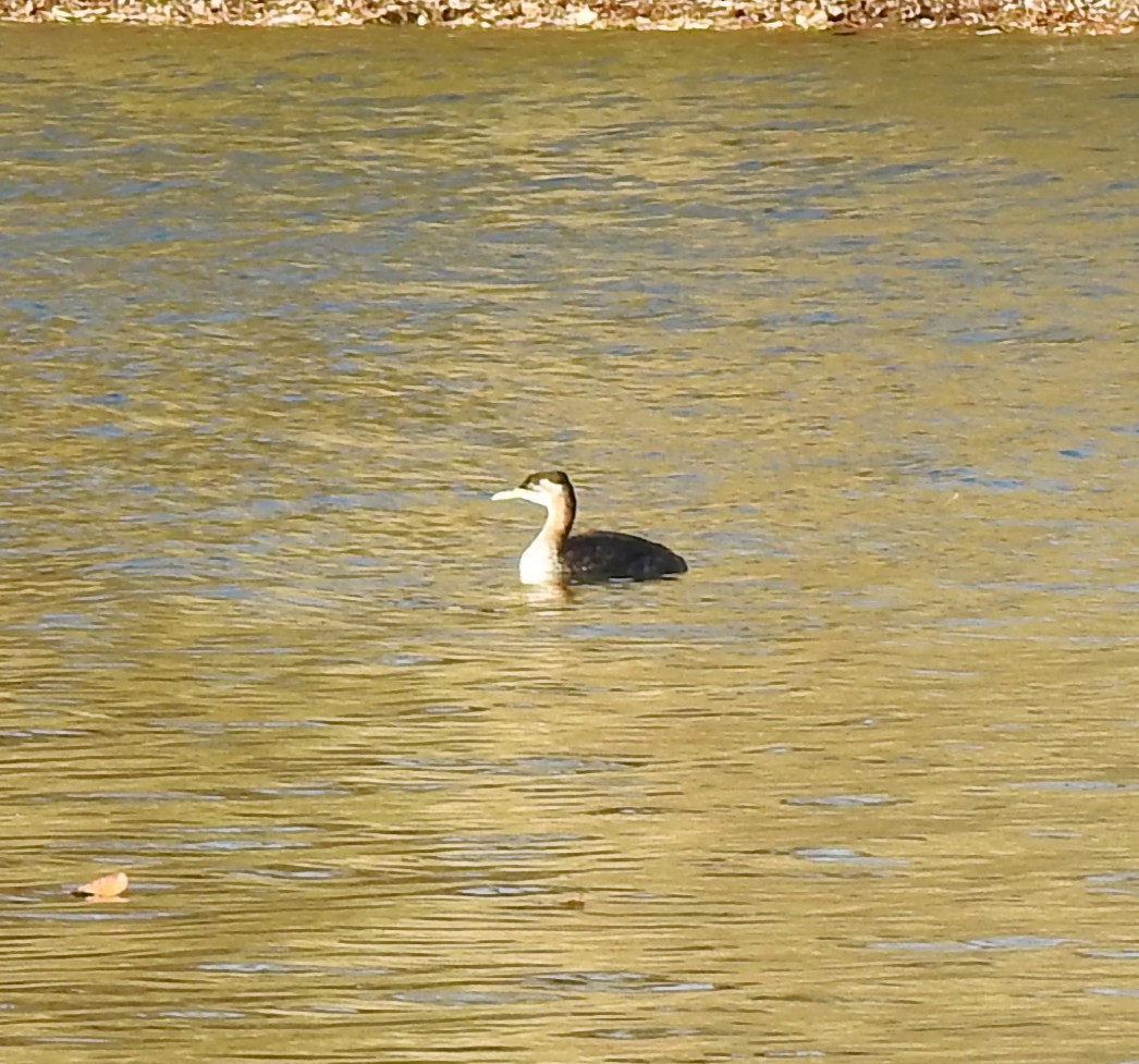 Red-necked Grebe - ML646559178