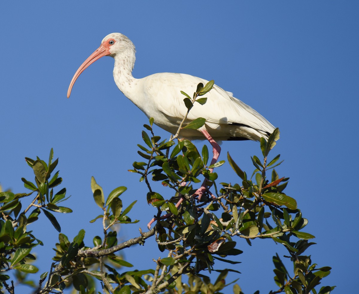 Corocoro Blanco - ML646559181