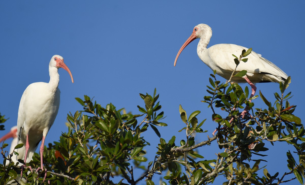 Corocoro Blanco - ML646559182