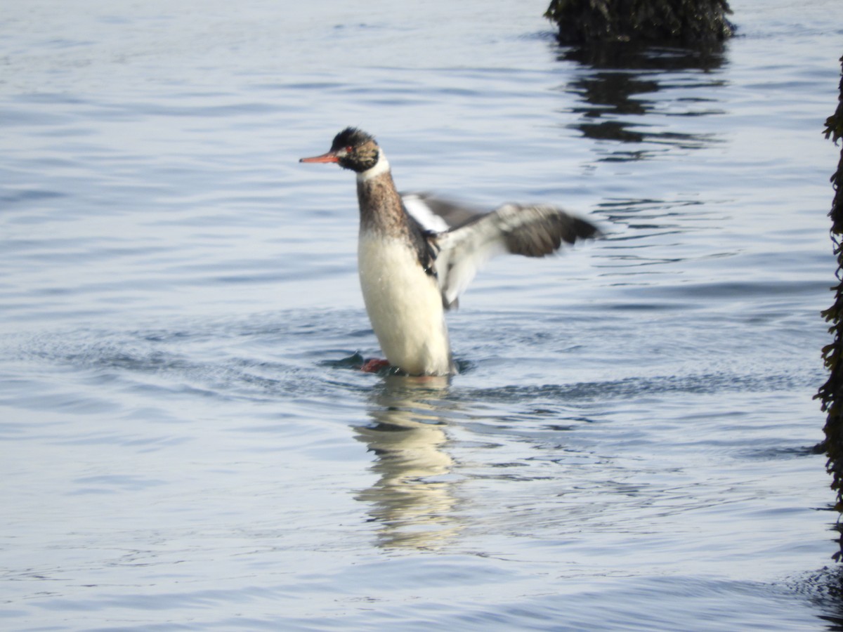Red-breasted Merganser - ML646559183