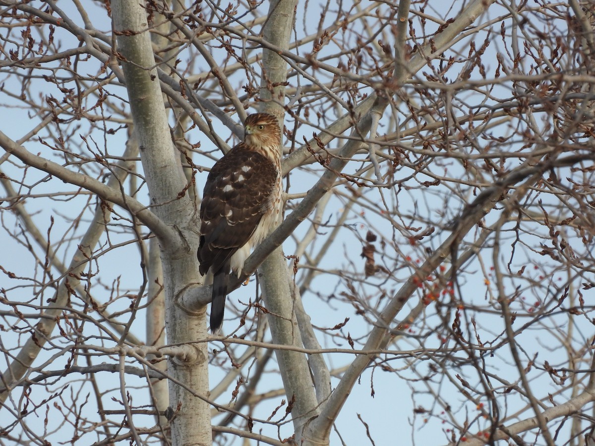Cooper's Hawk - ML646559184