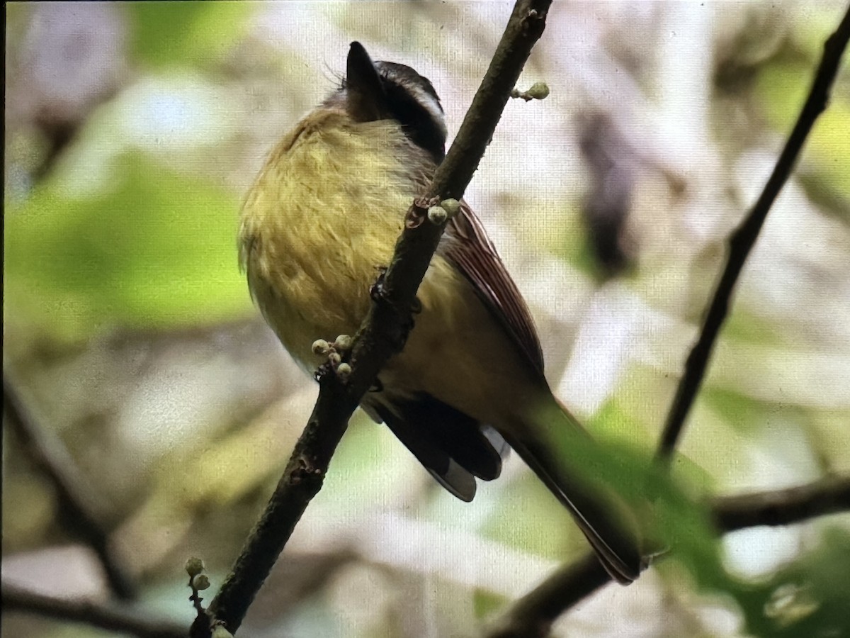 Tyran à ventre d'or - ML646559185