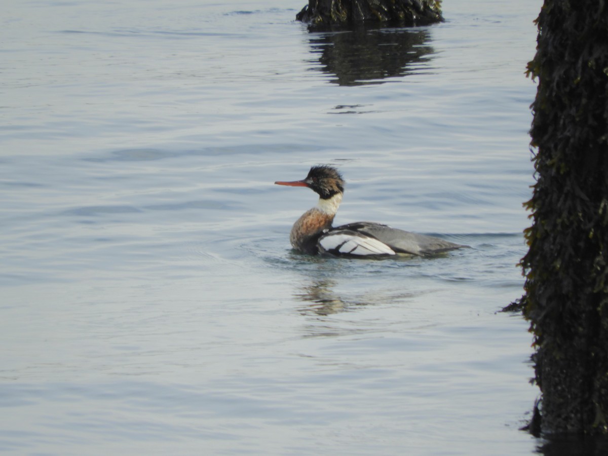 Red-breasted Merganser - ML646559186