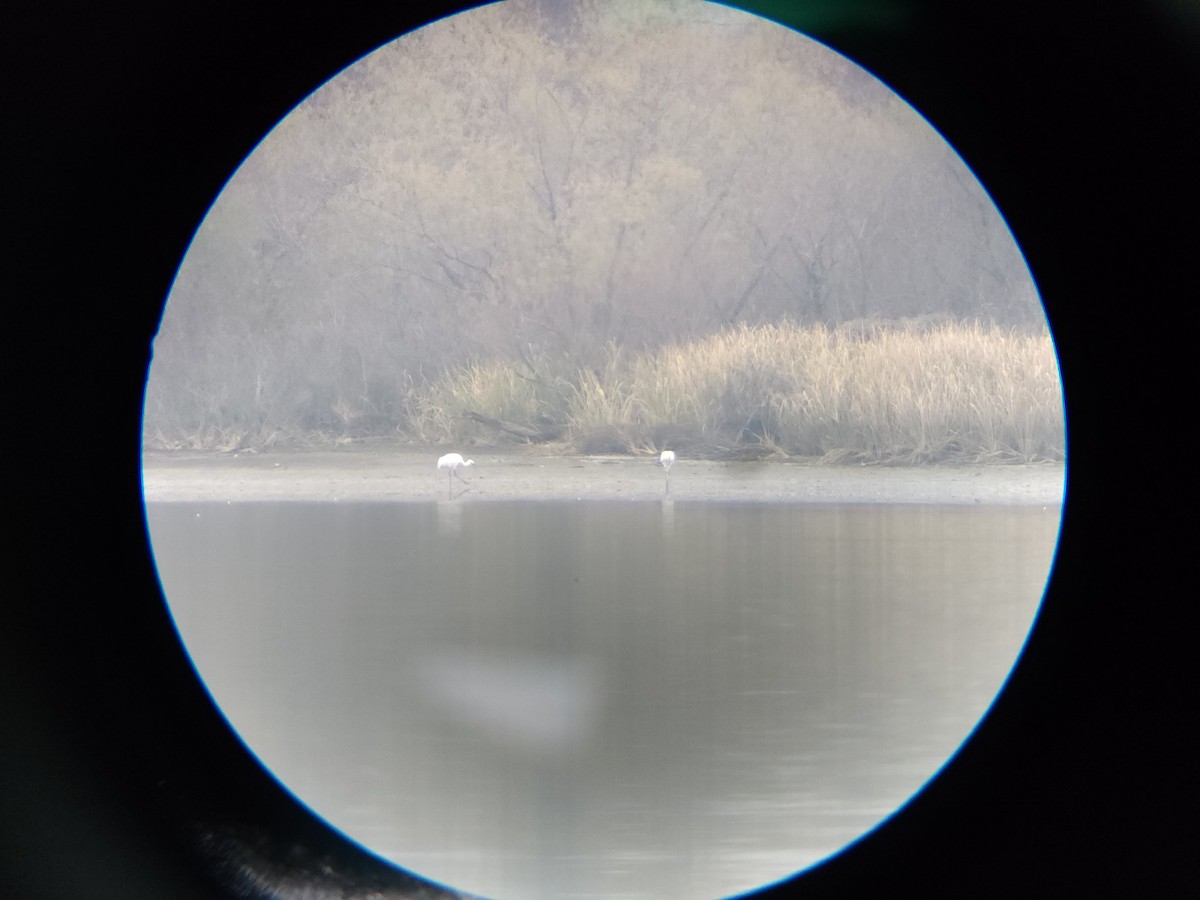 trompettrane - ML646559187