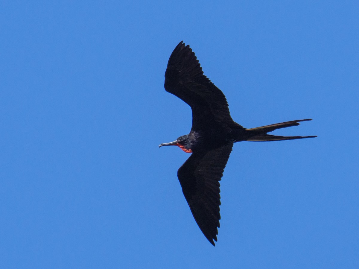 פריגט הדור - ML646559188