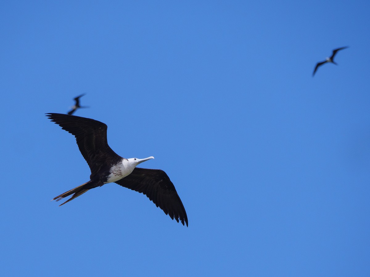 פריגט הדור - ML646559189