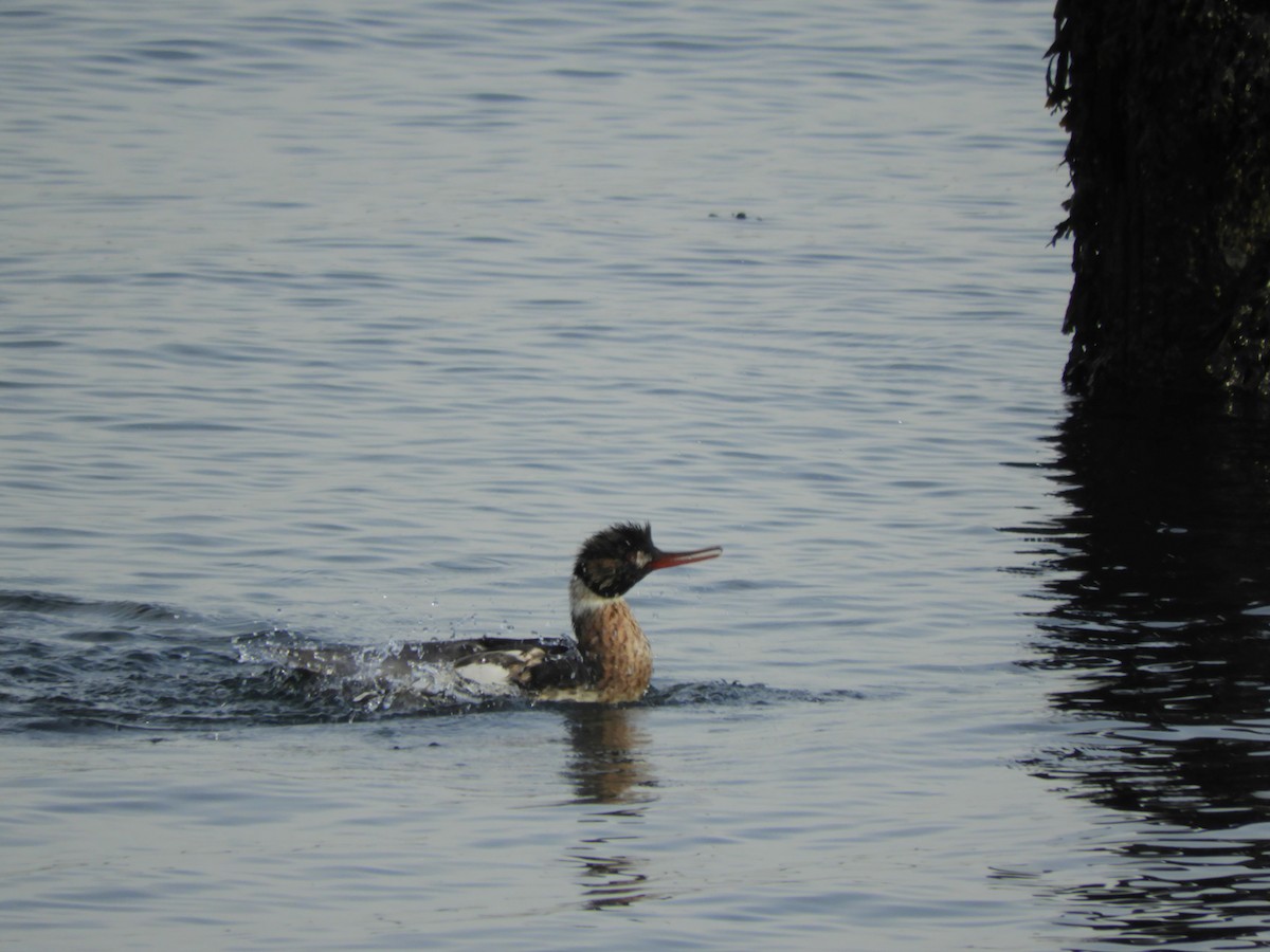 Red-breasted Merganser - ML646559190