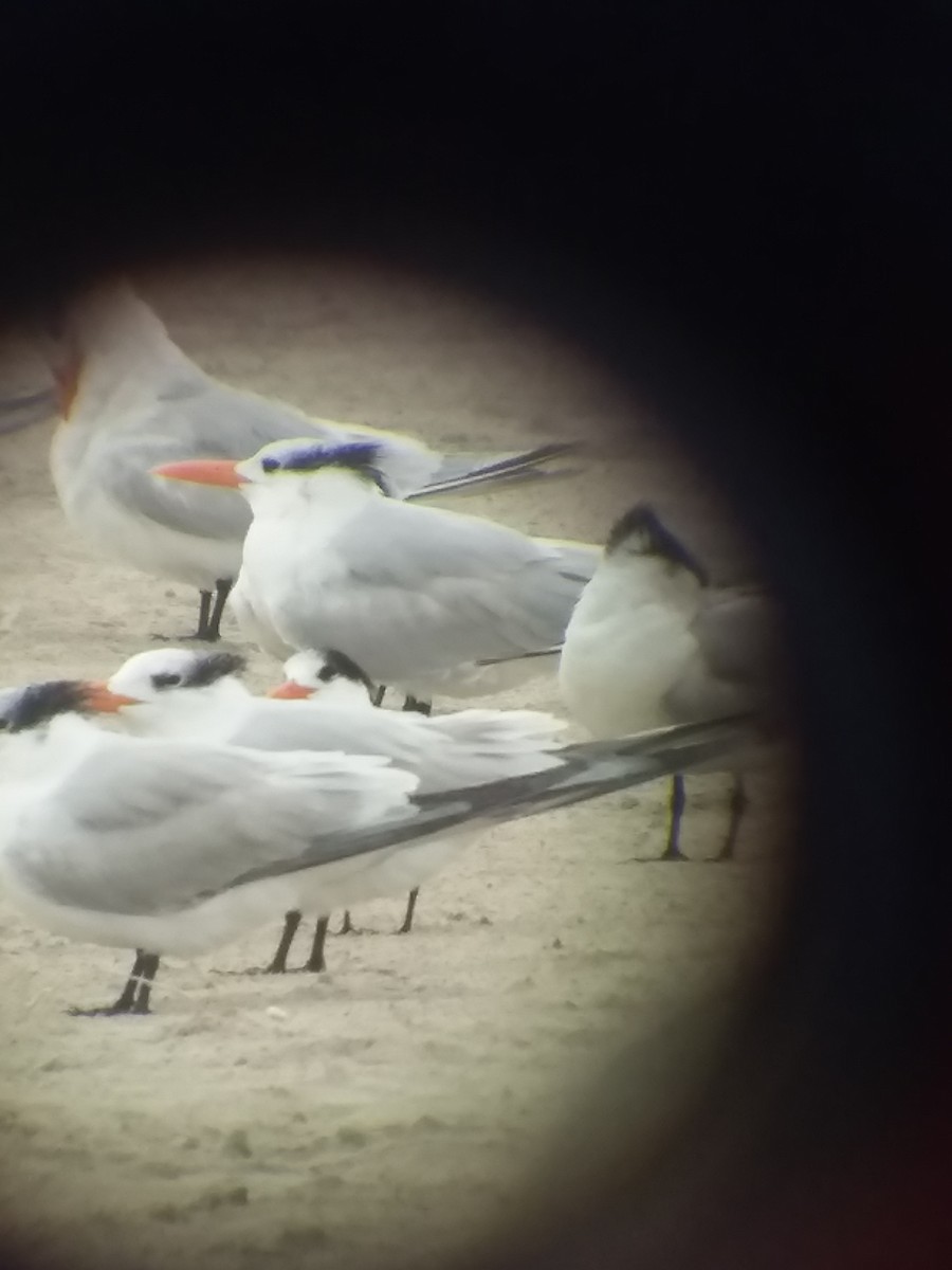 Elegant Tern - ML646559191