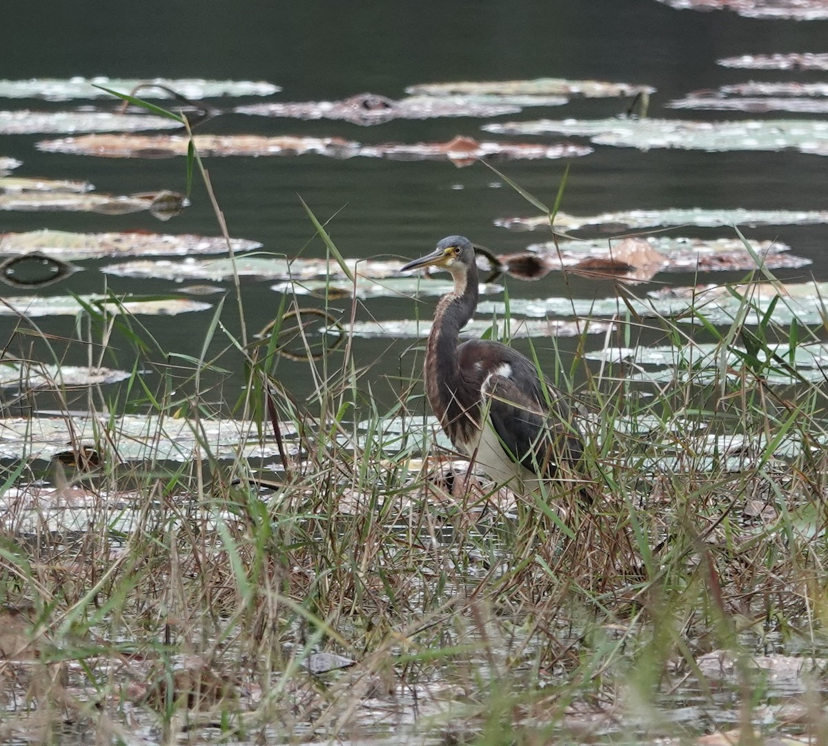 Koartzatxo hirukolorea - ML646559192