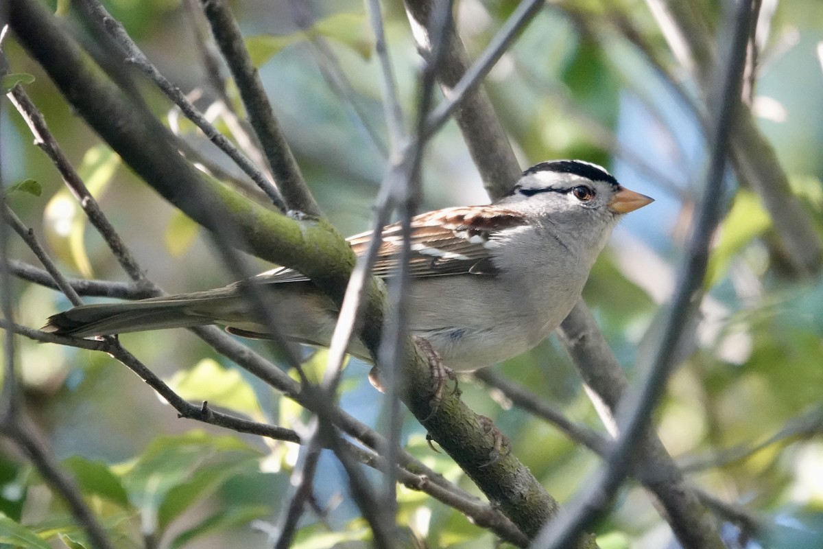White-crowned Sparrow - ML646559193