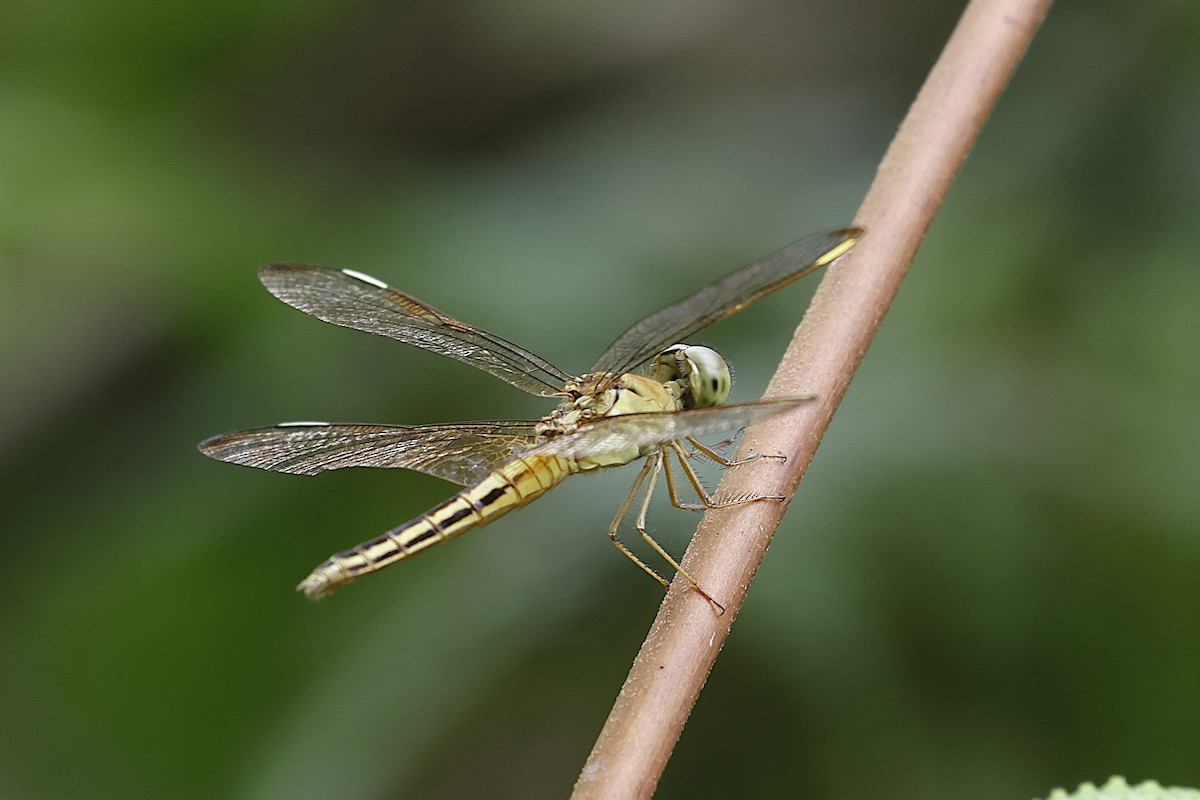 Painted Grasshawk - ML646559196