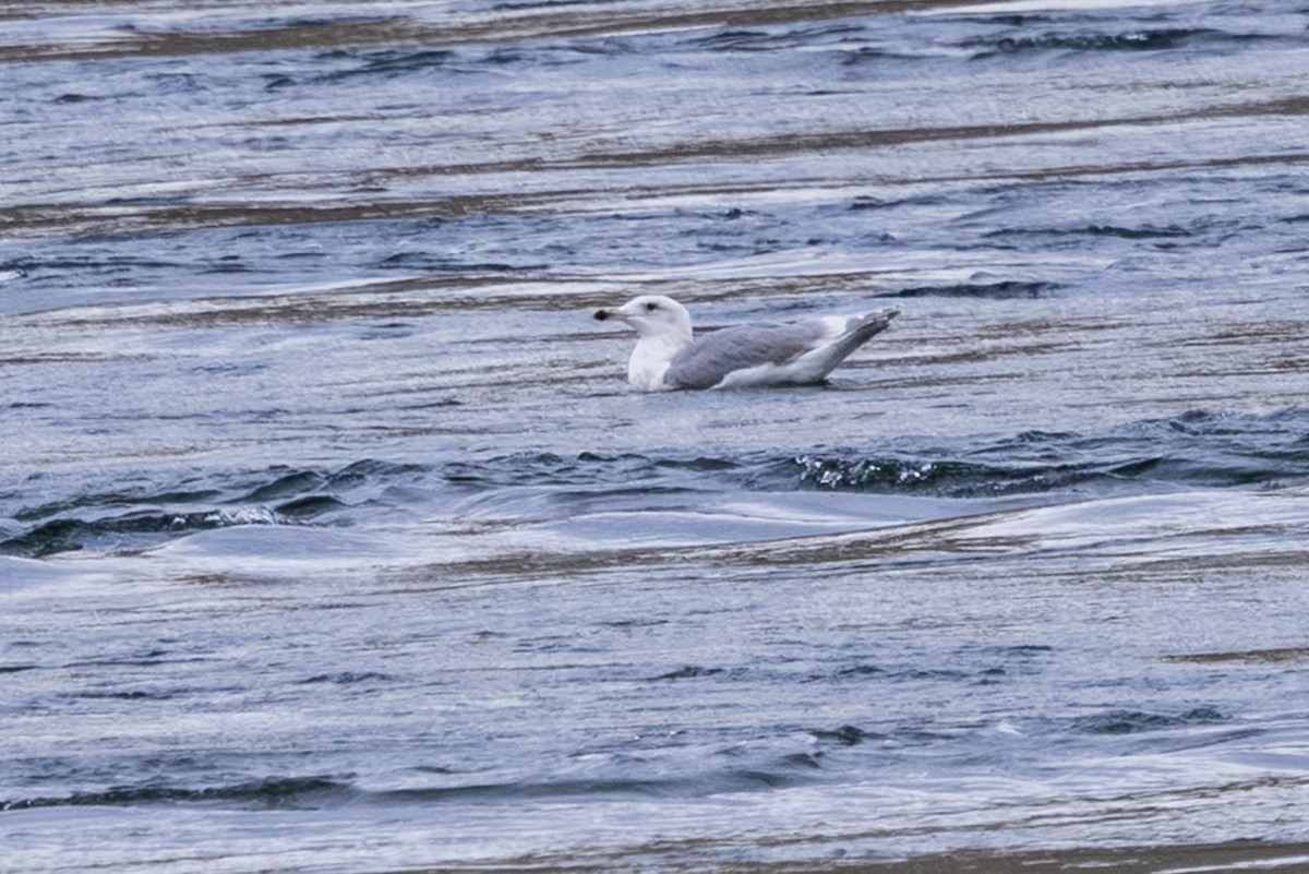 Gaviota de Bering - ML646559199