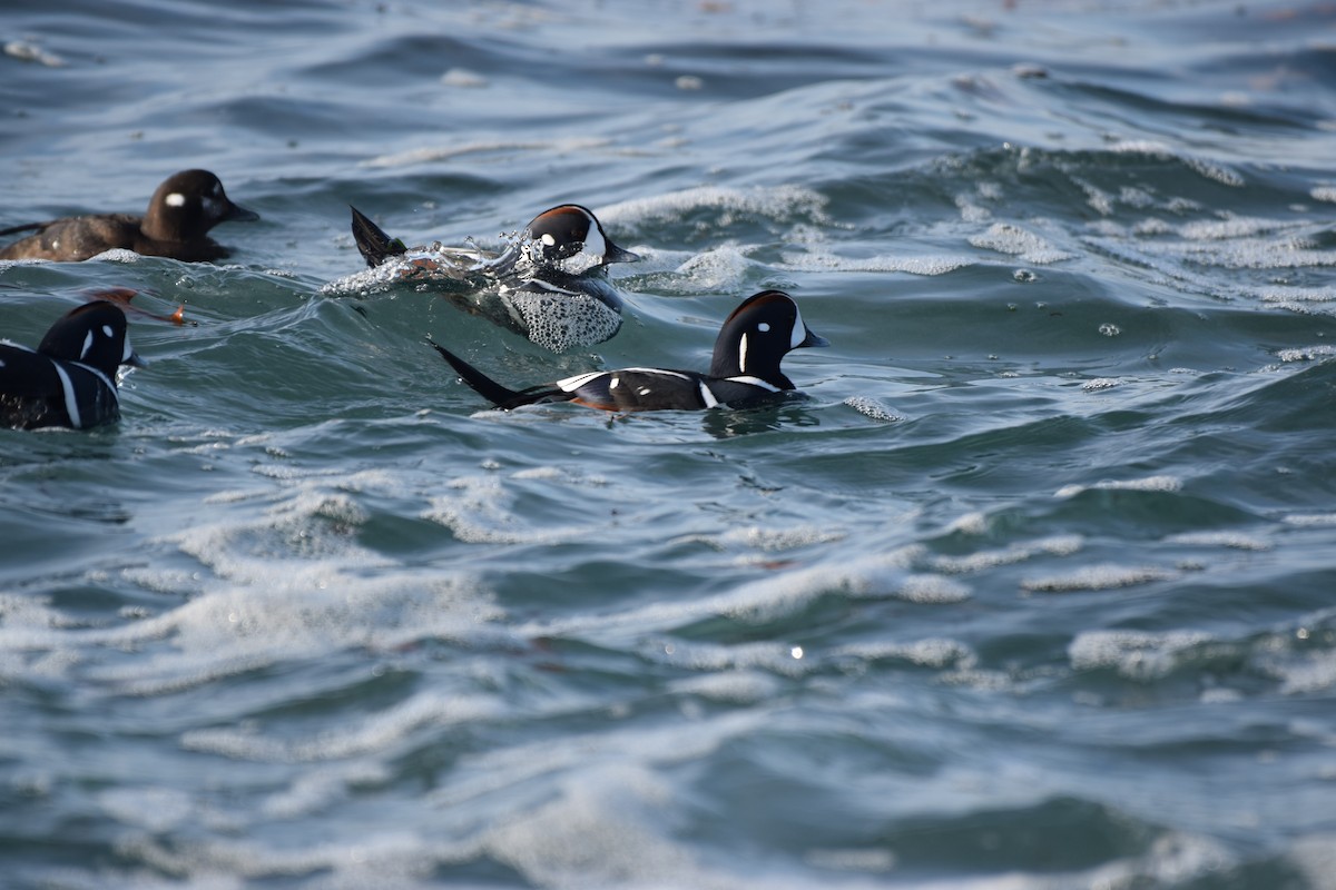 Harlequin Duck - ML646559201