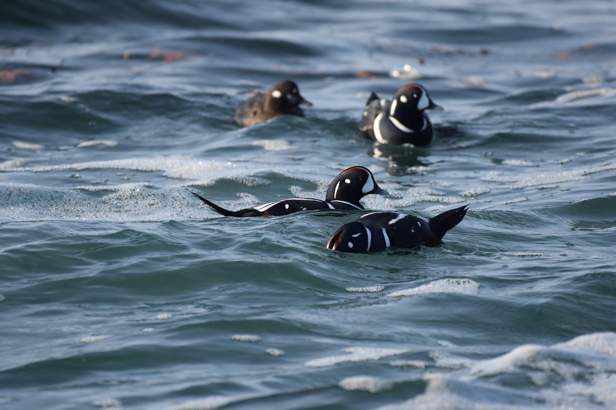 Harlequin Duck - ML646559202