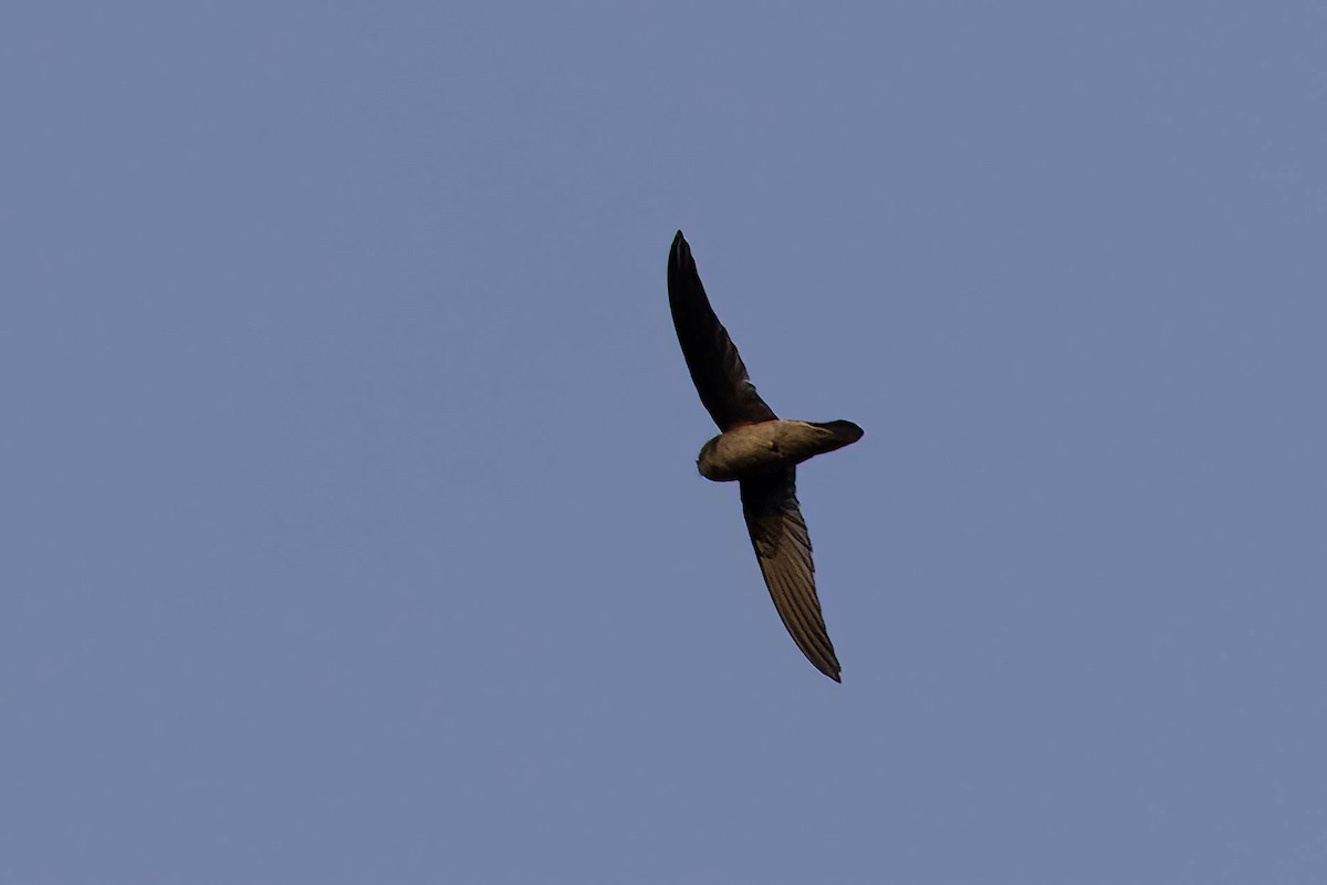 Indian Swiftlet - ML646559204
