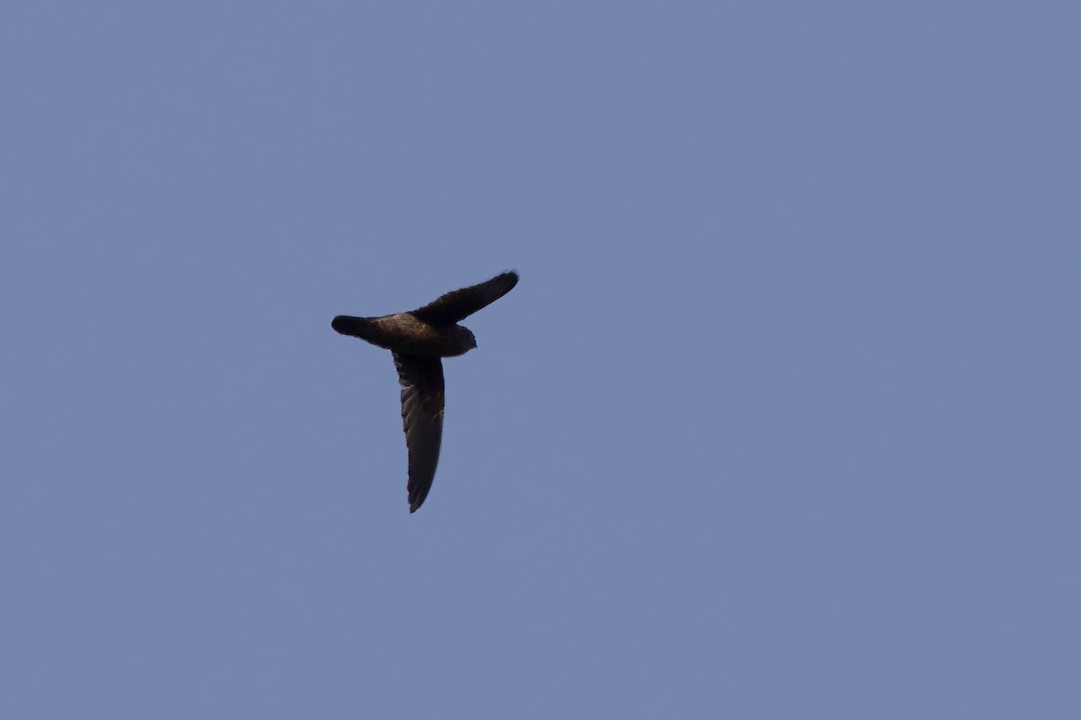 Indian Swiftlet - ML646559205