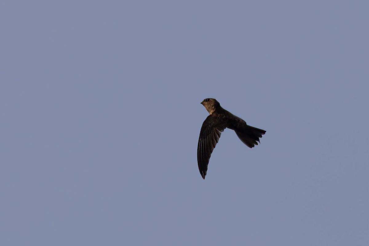 Indian Swiftlet - ML646559206