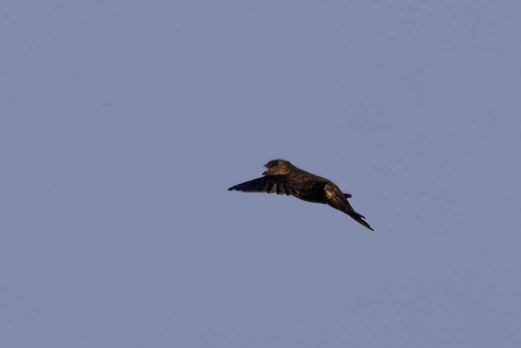 Indian Swiftlet - ML646559207