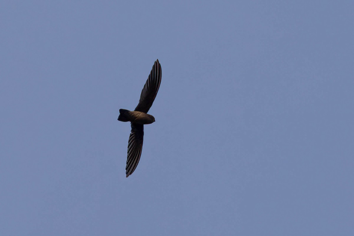 Indian Swiftlet - ML646559208