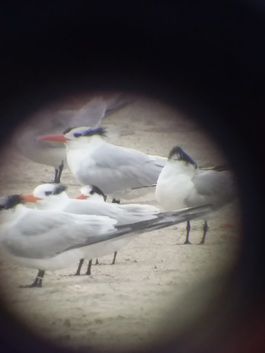 Elegant Tern - ML646559209