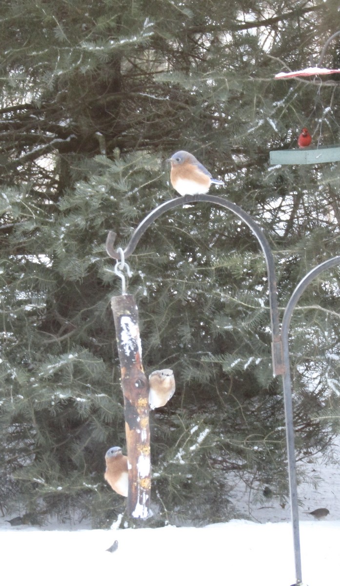 Eastern Bluebird - ML646559213