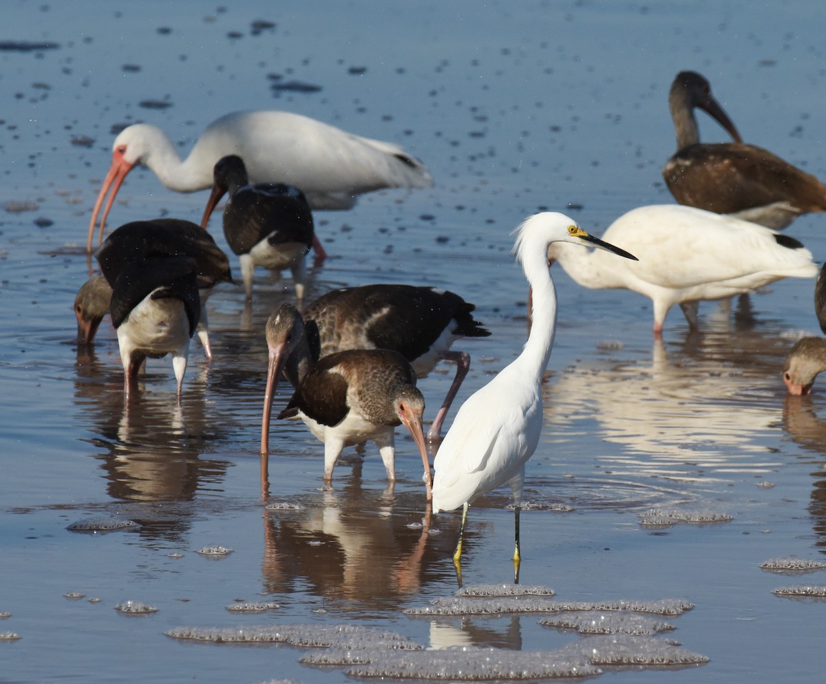 Corocoro Blanco - ML646559214