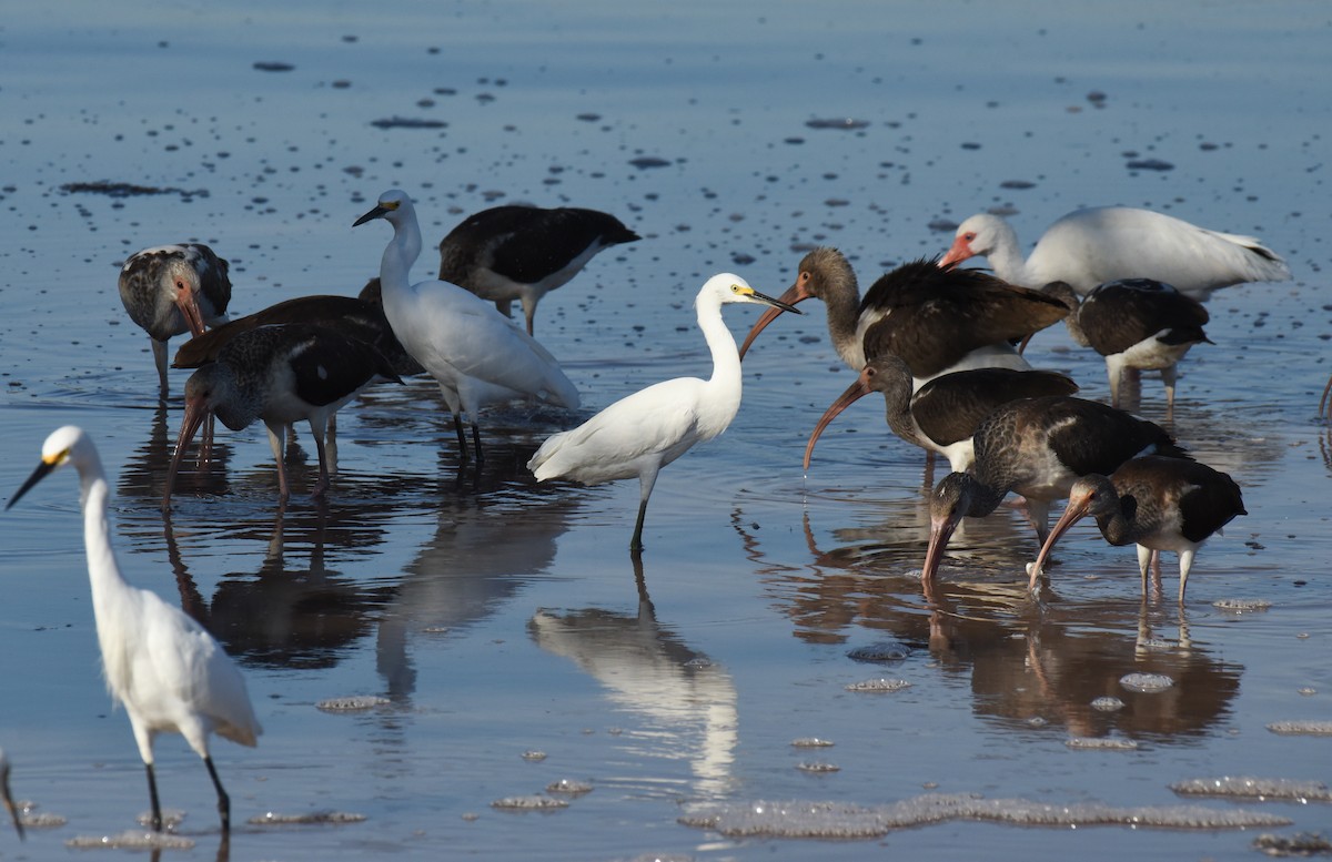 Corocoro Blanco - ML646559217