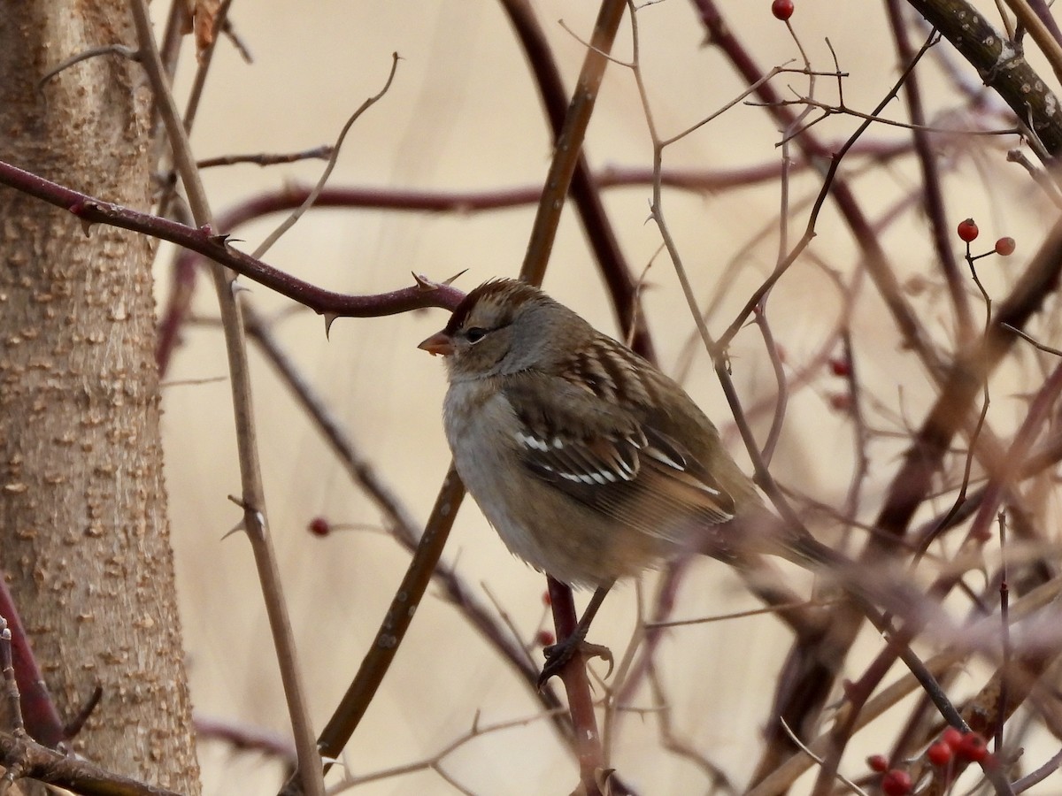 White-crowned Sparrow - ML646559219