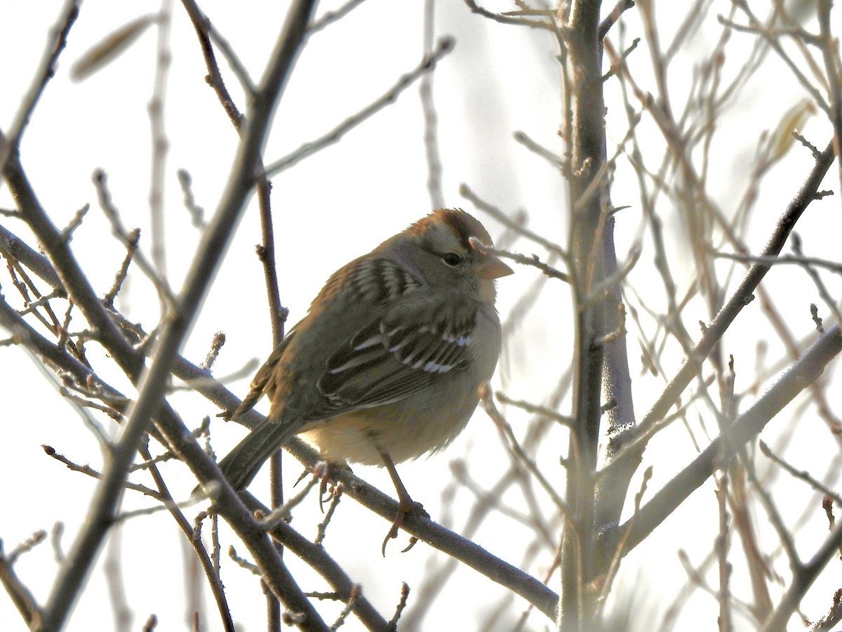 White-crowned Sparrow - ML646559220