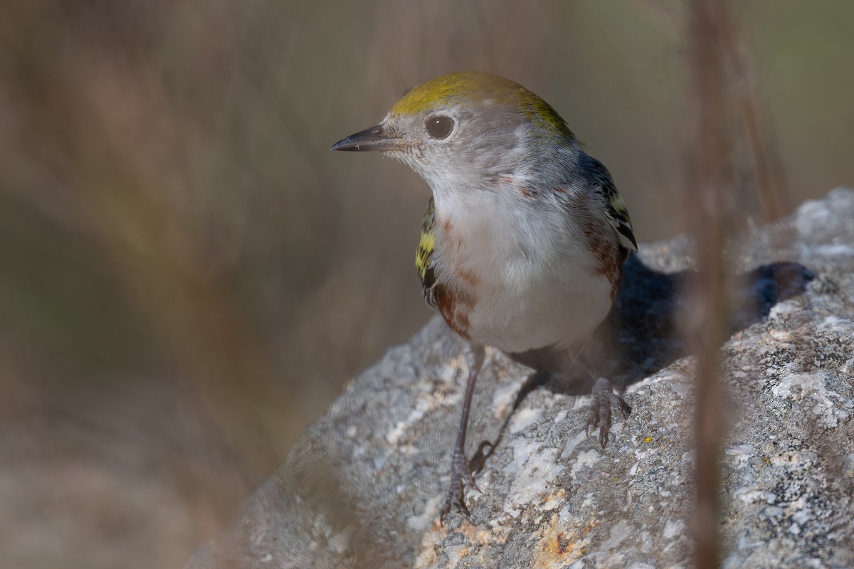 Chestnut-sided Warbler - ML646559221