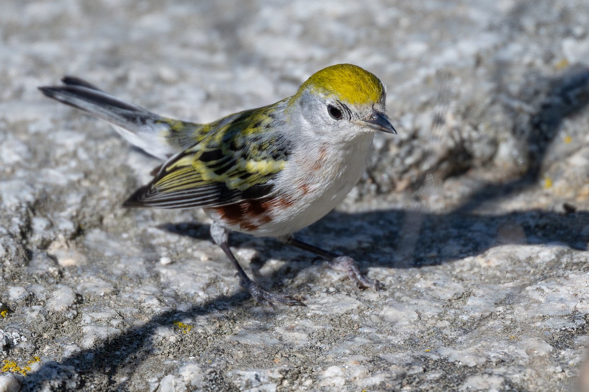 Chestnut-sided Warbler - ML646559222