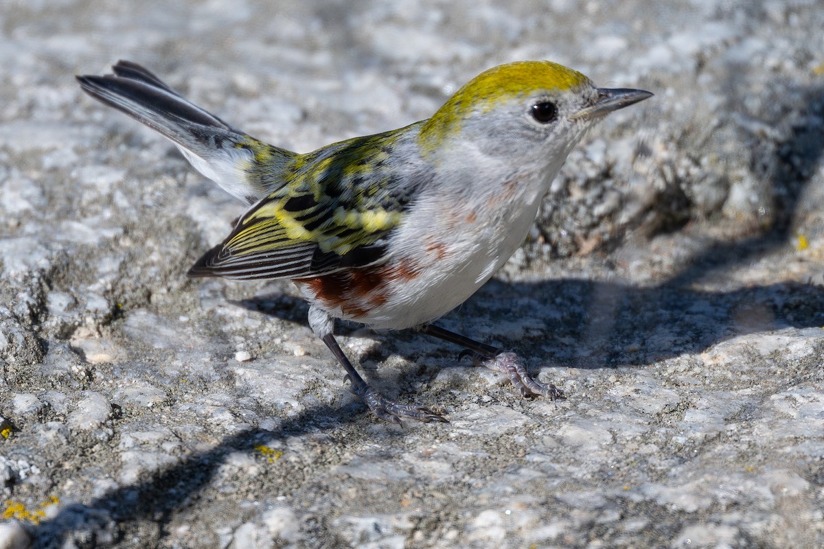 Chestnut-sided Warbler - ML646559223