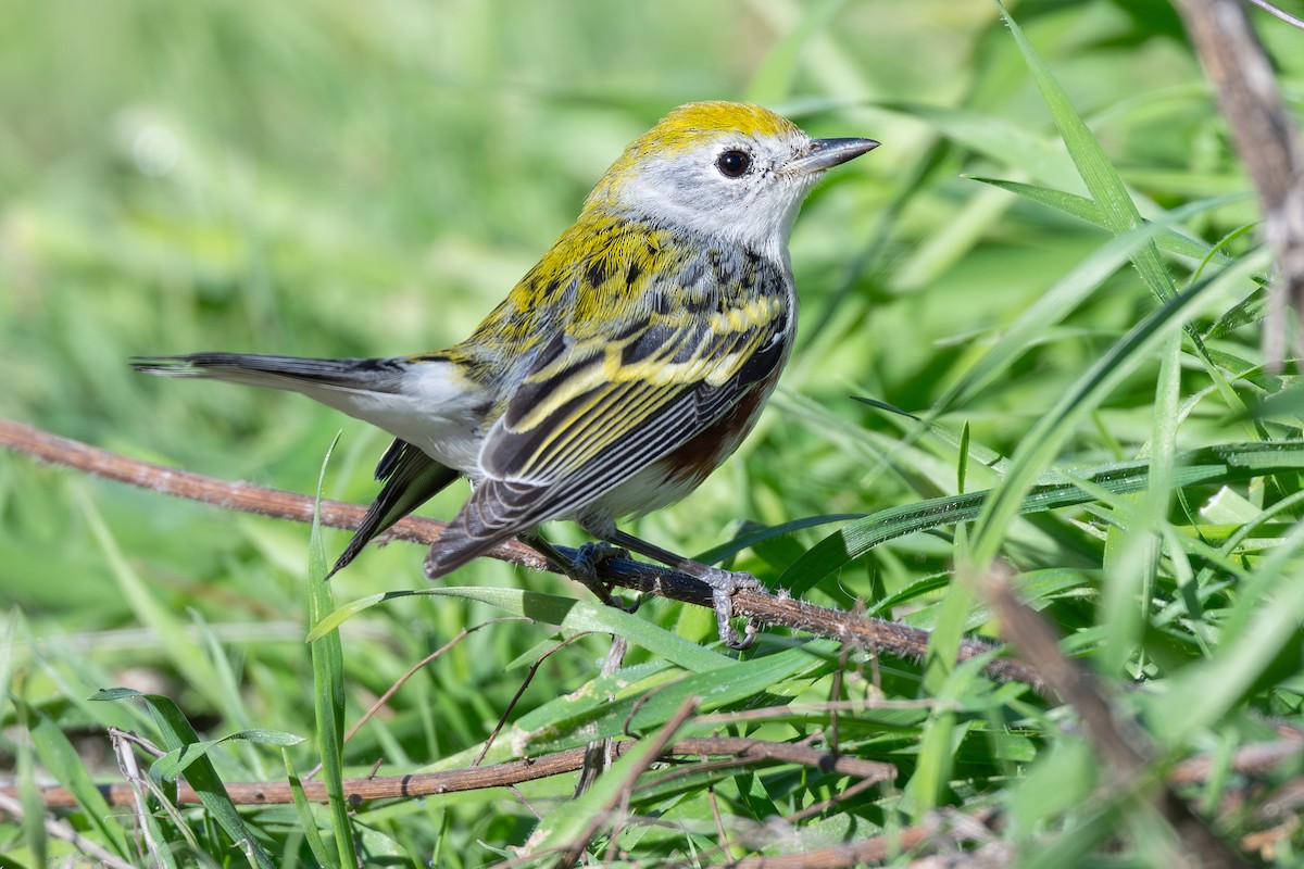 Chestnut-sided Warbler - ML646559224