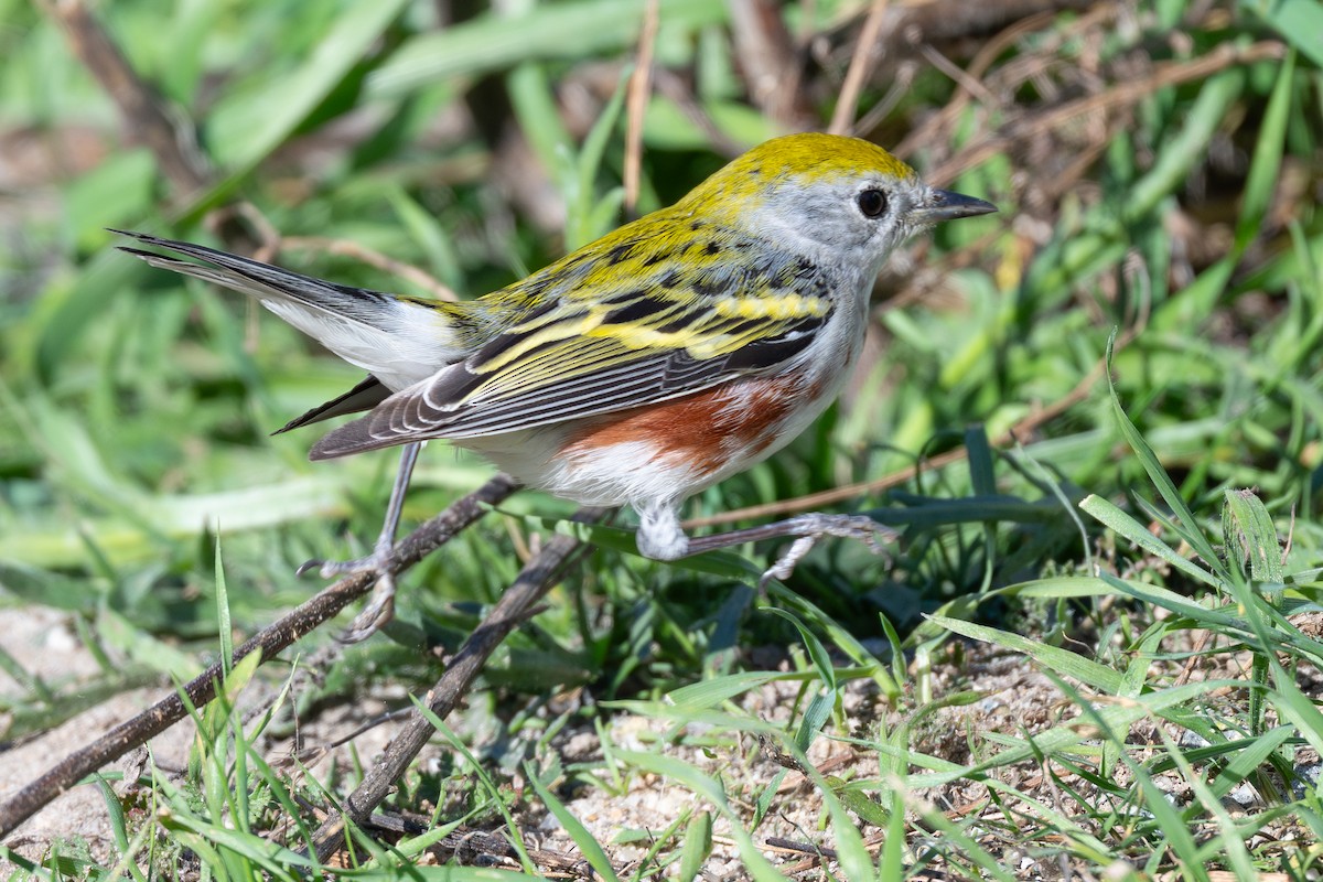 Chestnut-sided Warbler - ML646559225