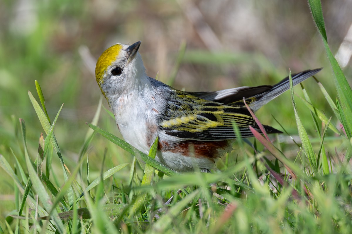 Chestnut-sided Warbler - ML646559226
