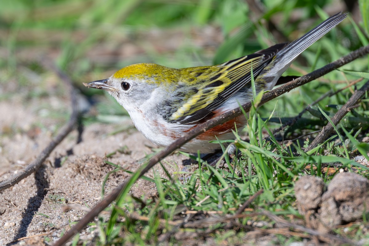 Chestnut-sided Warbler - ML646559227
