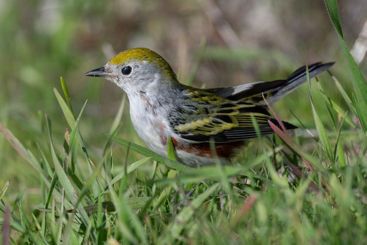 Chestnut-sided Warbler - ML646559228