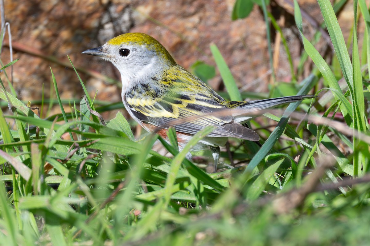 Chestnut-sided Warbler - ML646559229