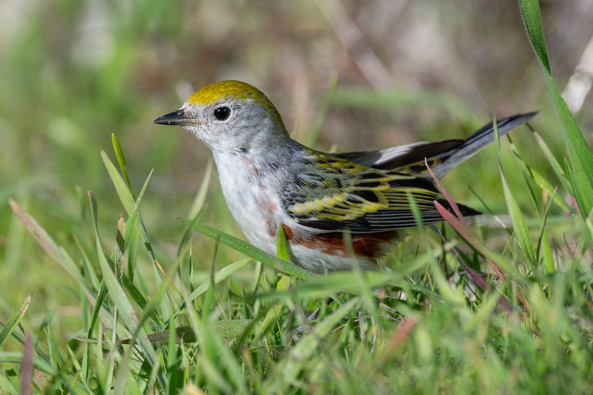 Chestnut-sided Warbler - ML646559230