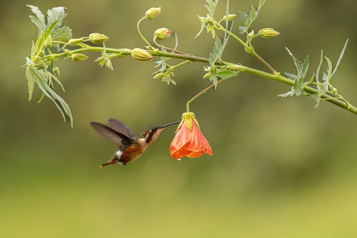 Ak Göbekli Ormanyıldızı - ML646559232