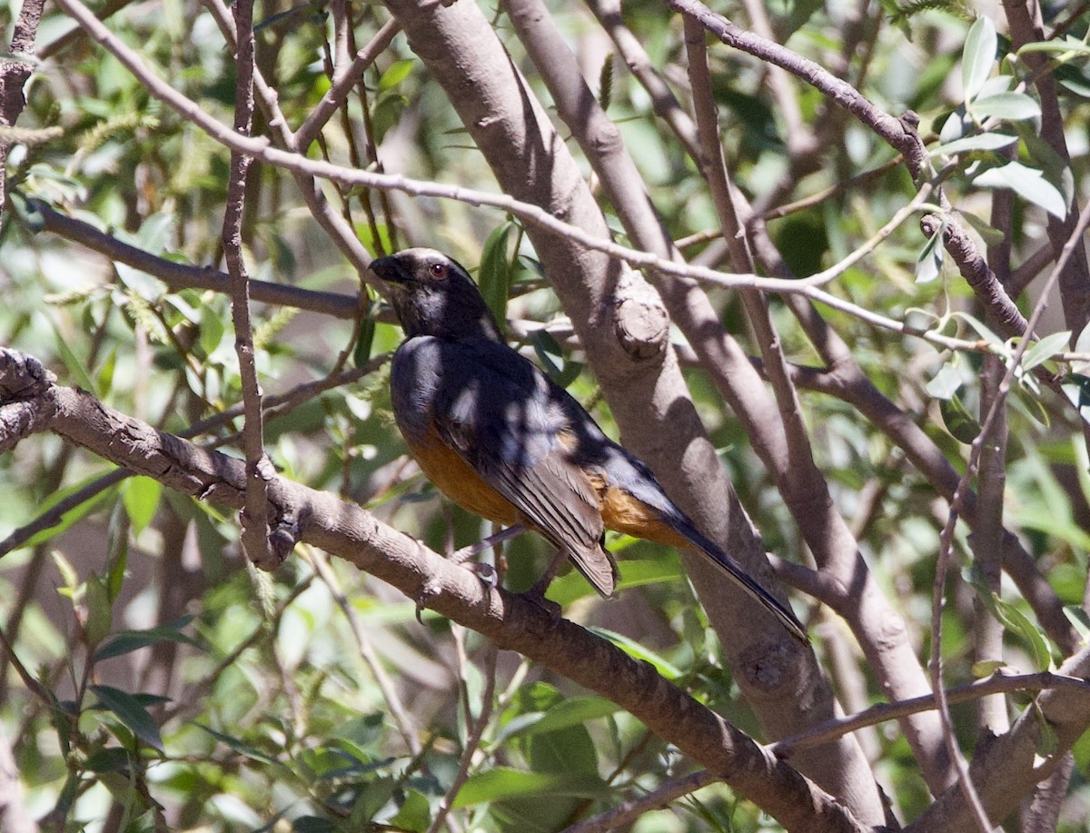 Rufous-bellied Mountain Tanager - ML646559233