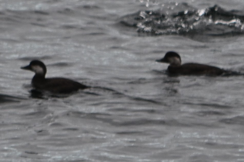 Pazifiktrauerente - ML646559239