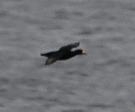 Pazifiktrauerente - ML646559240