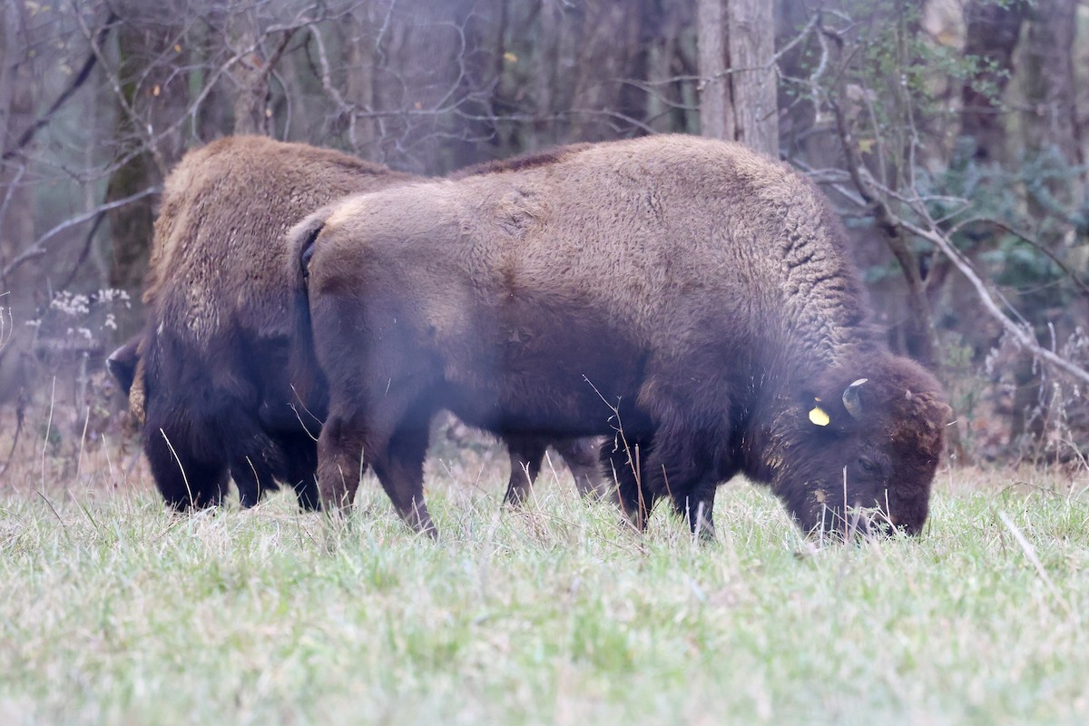 Animals - ML646559242