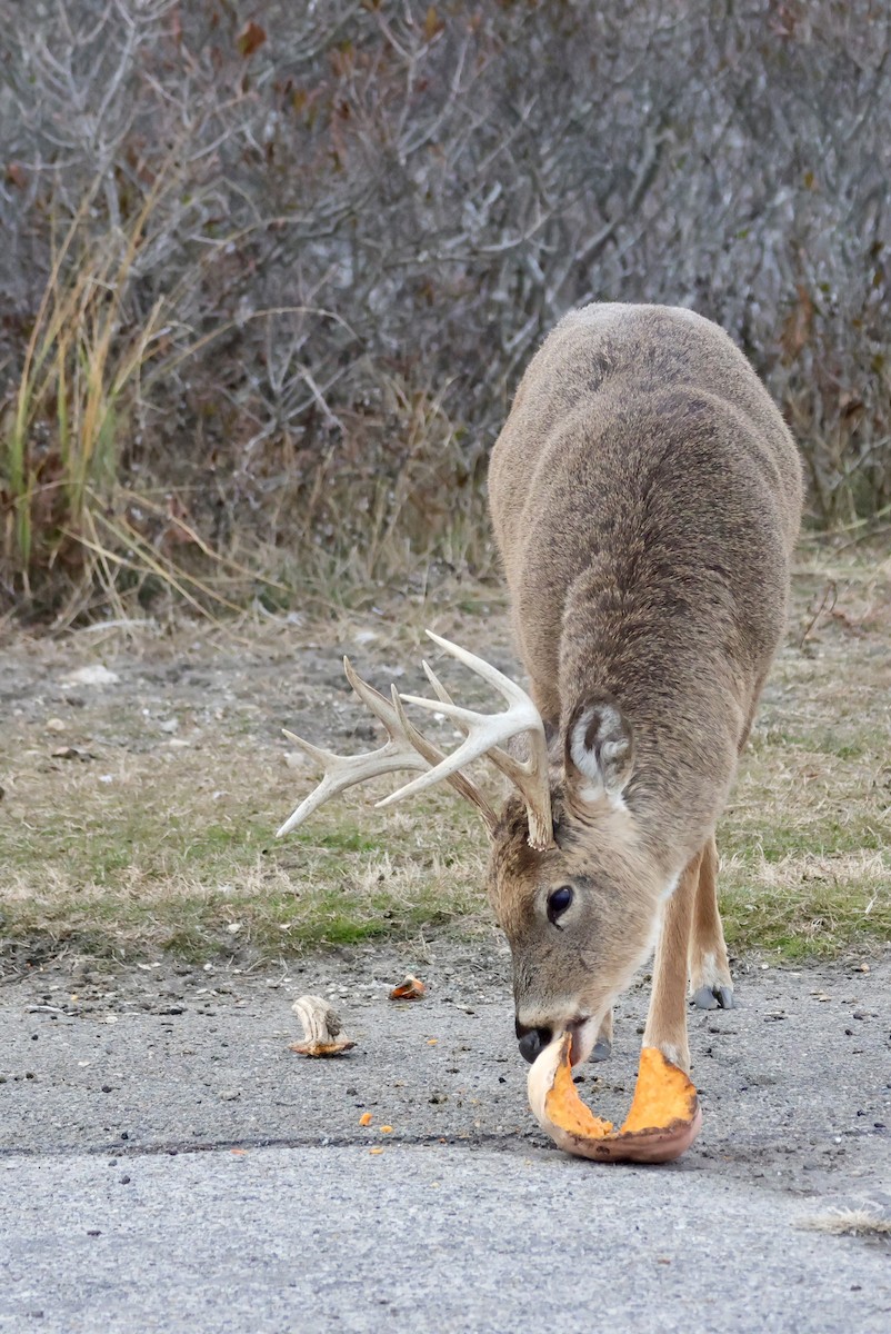 Animals - ML646559243